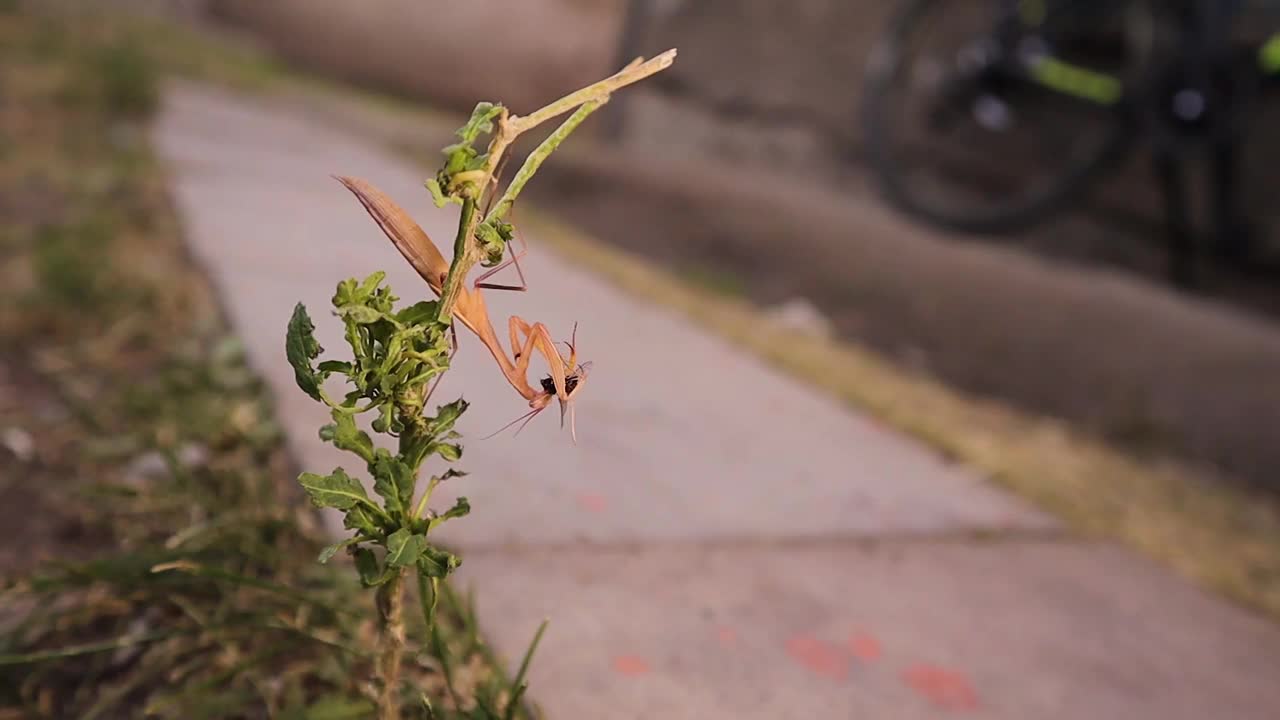 螳螂正在吃苍蝇。
伪装螳螂。
螳螂打猎。
伪装的昆虫。
捕食者和猎物。
昆虫，昆虫，昆虫，动物，动物，野生动物，野生自然，森林。视频素材