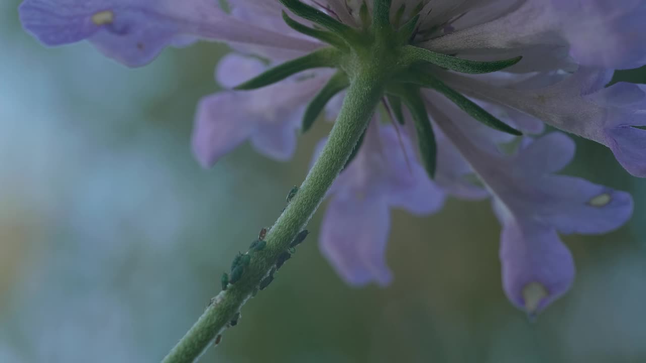 这是一只蚂蚁爬上紫色花茎的微距镜头视频素材