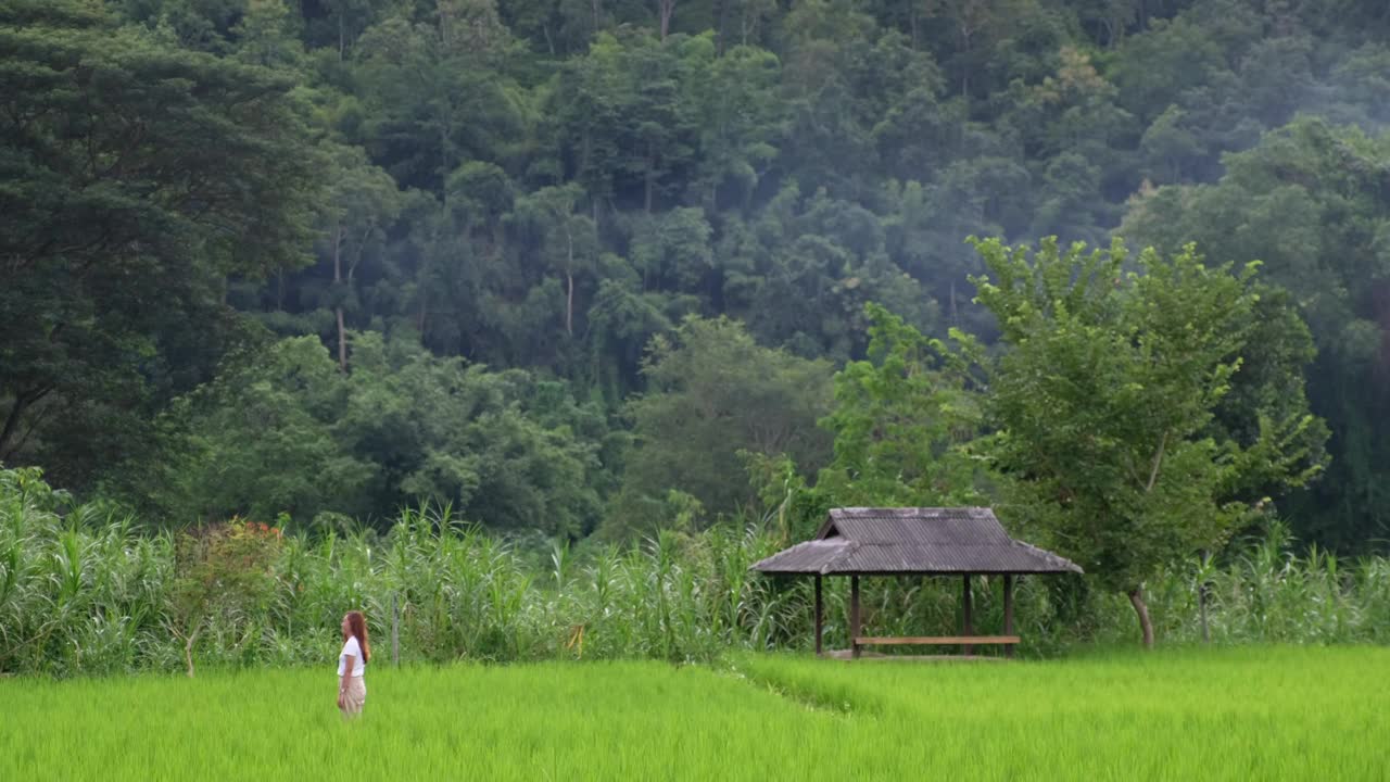 一个女人在稻田里边走边叫狗视频素材