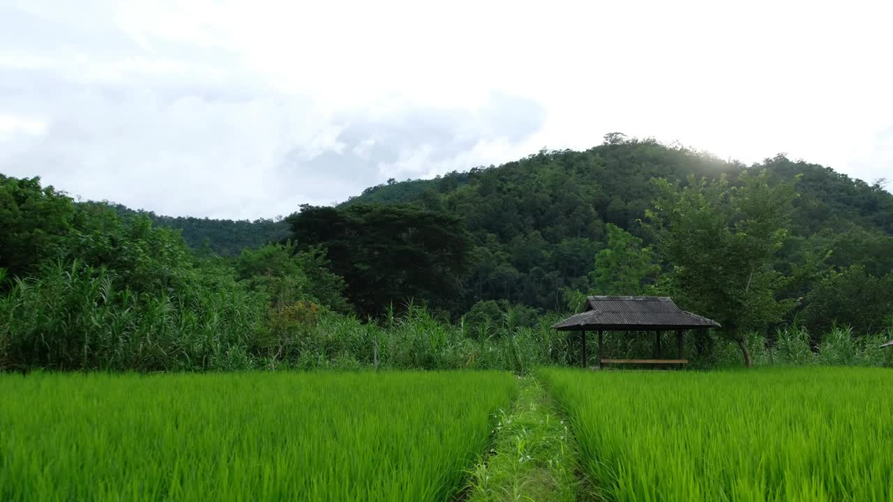 泰国北部绿油油的稻田和山脉视频素材