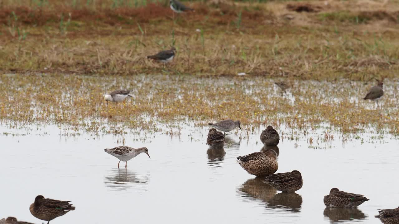 Ruff, Calidris pugnax在海边的Cley与鸭子一起进食;诺福克;英国。视频素材