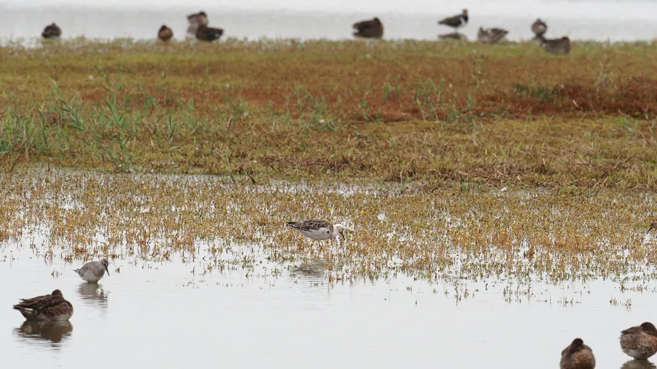 Ruff, Calidris pugnax在海边的Cley与鸭子一起进食;诺福克;英国。视频素材