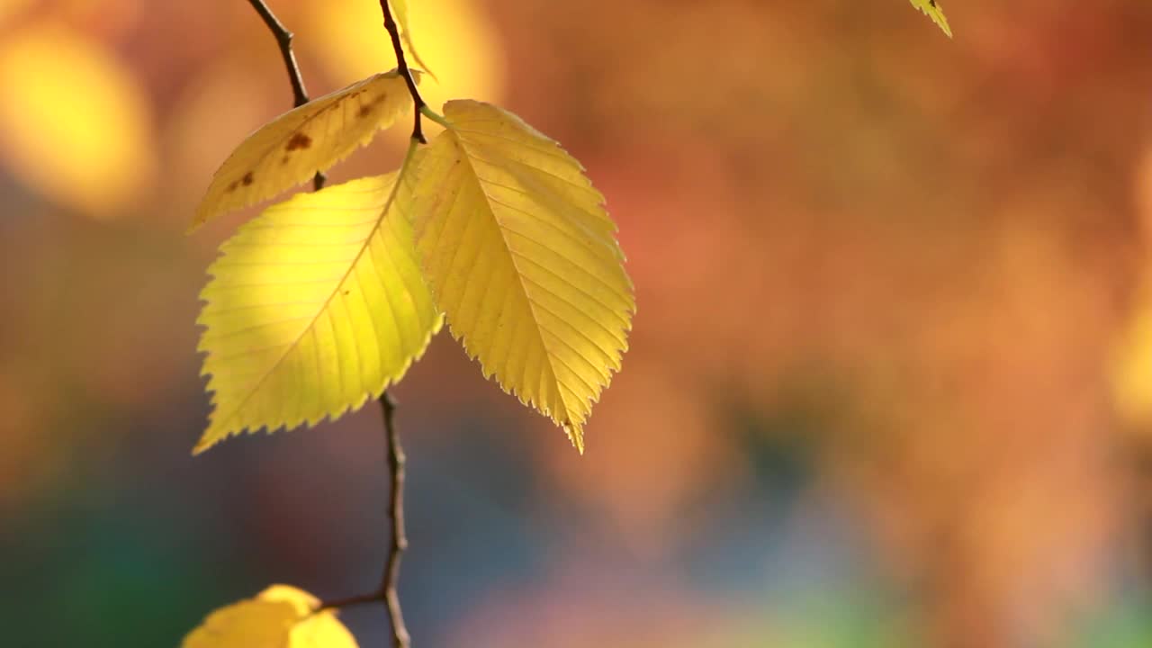 金色的秋天——树上五颜六色的叶子，秋天里的色彩和光线犹如万花筒。视频素材