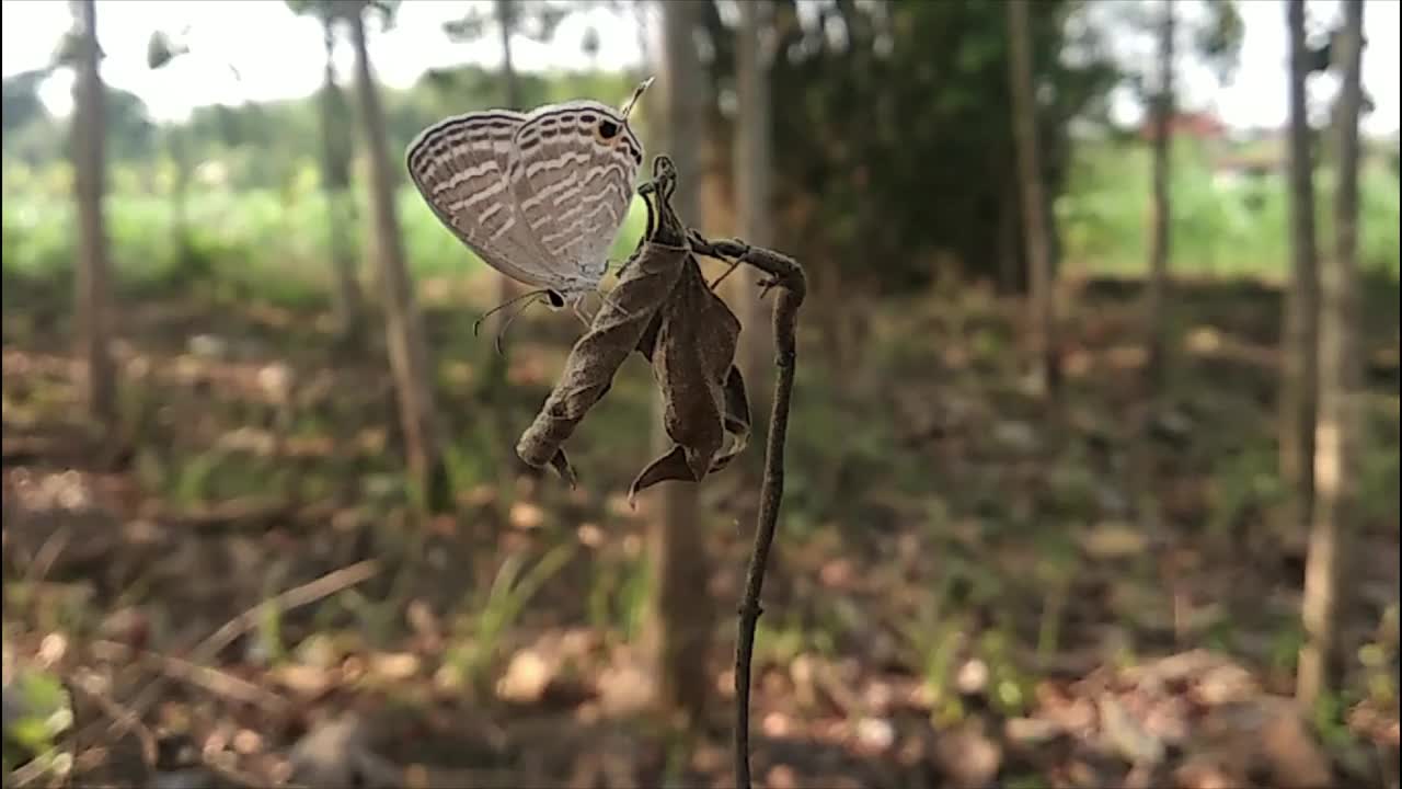 黑蝴蝶栖息在野生森林的树枝上视频素材