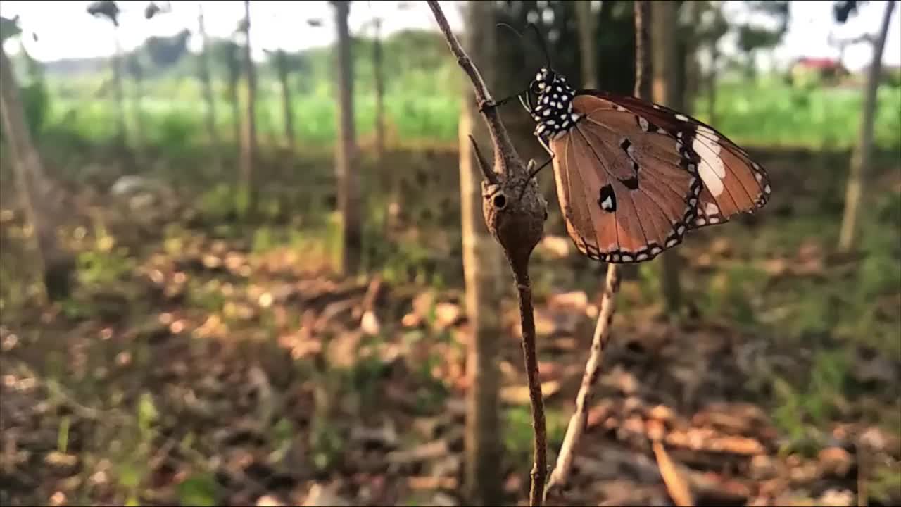 黑蝴蝶栖息在野生森林的树枝上视频素材