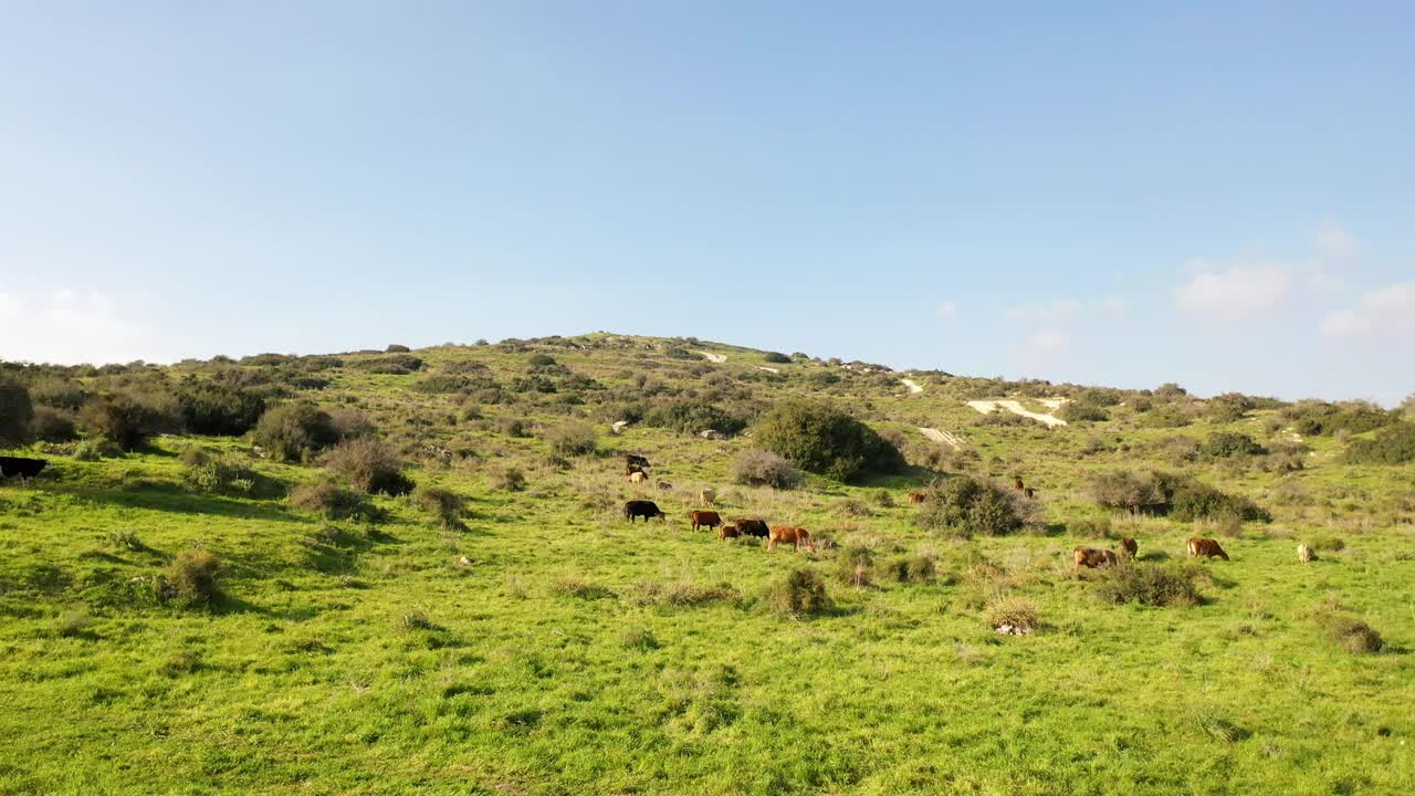 鸟瞰青山上的牛群视频素材