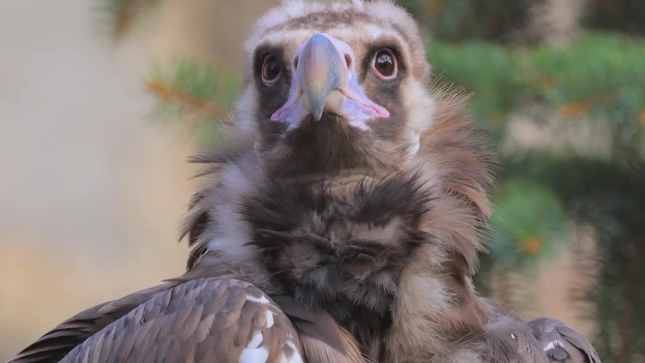 灰鹫(Aegypius monachus)是一种大型猛禽，分布在欧亚大陆的大部分温带地区。它也被称为黑秃鹫，和尚或欧亚黑秃鹫。视频素材