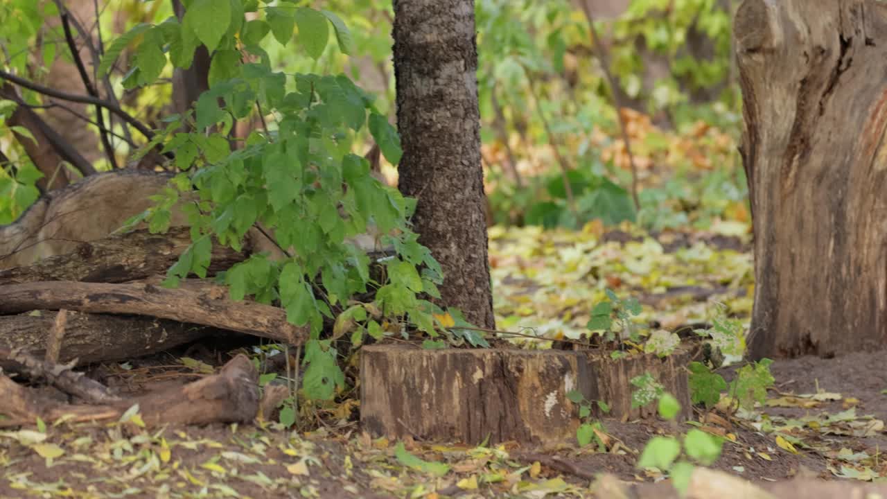 狼(Canis lupus)，也被称为灰狼，是现存最大的犬科成员。狼是犬科中最大的野生成员。视频素材