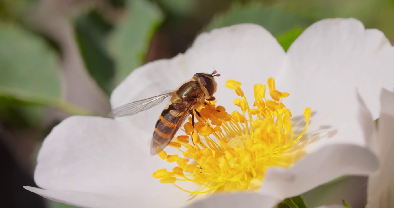 食蚜蝇、花蝇或食蚜蝇，昆虫科食蚜蝇。它们伪装成危险的昆虫黄蜂和蜜蜂。许多种类的成虫主要以花蜜和花粉为食。视频素材