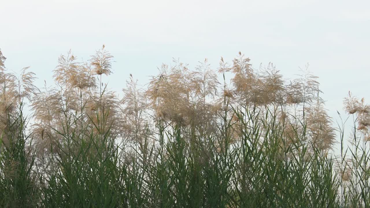 芦苇花视频素材