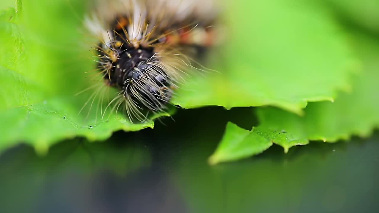 草蛾，幼虫，吃树叶的毛虫。宏观的动物视频素材