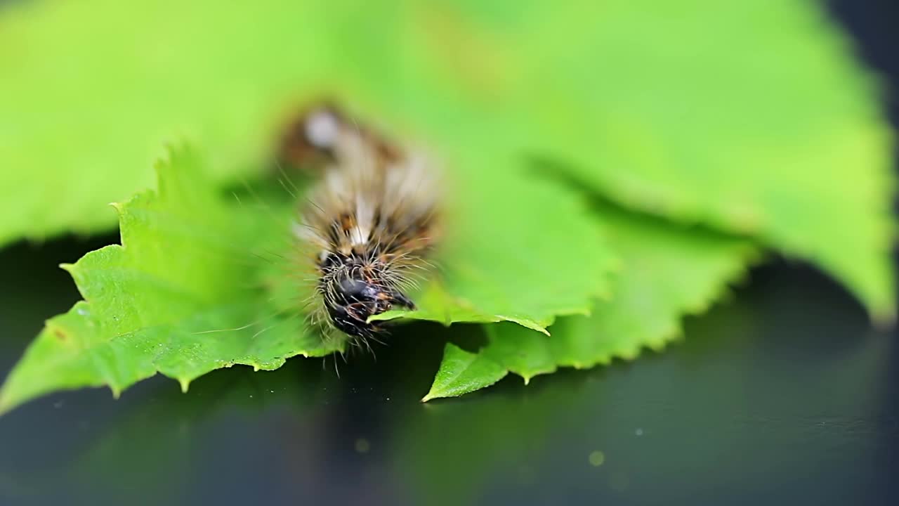 草蛾，幼虫，吃树叶的毛虫。宏观的动物视频素材