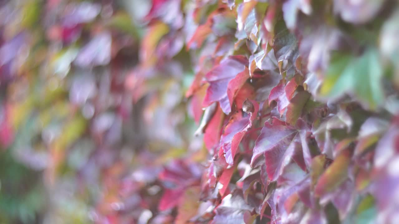 多彩的秋天弗吉尼亚爬山虎，抽象紫色，红色和橙色的秋天叶子背景。墙上的紫叶攀缘植物。有选择性的重点视频素材