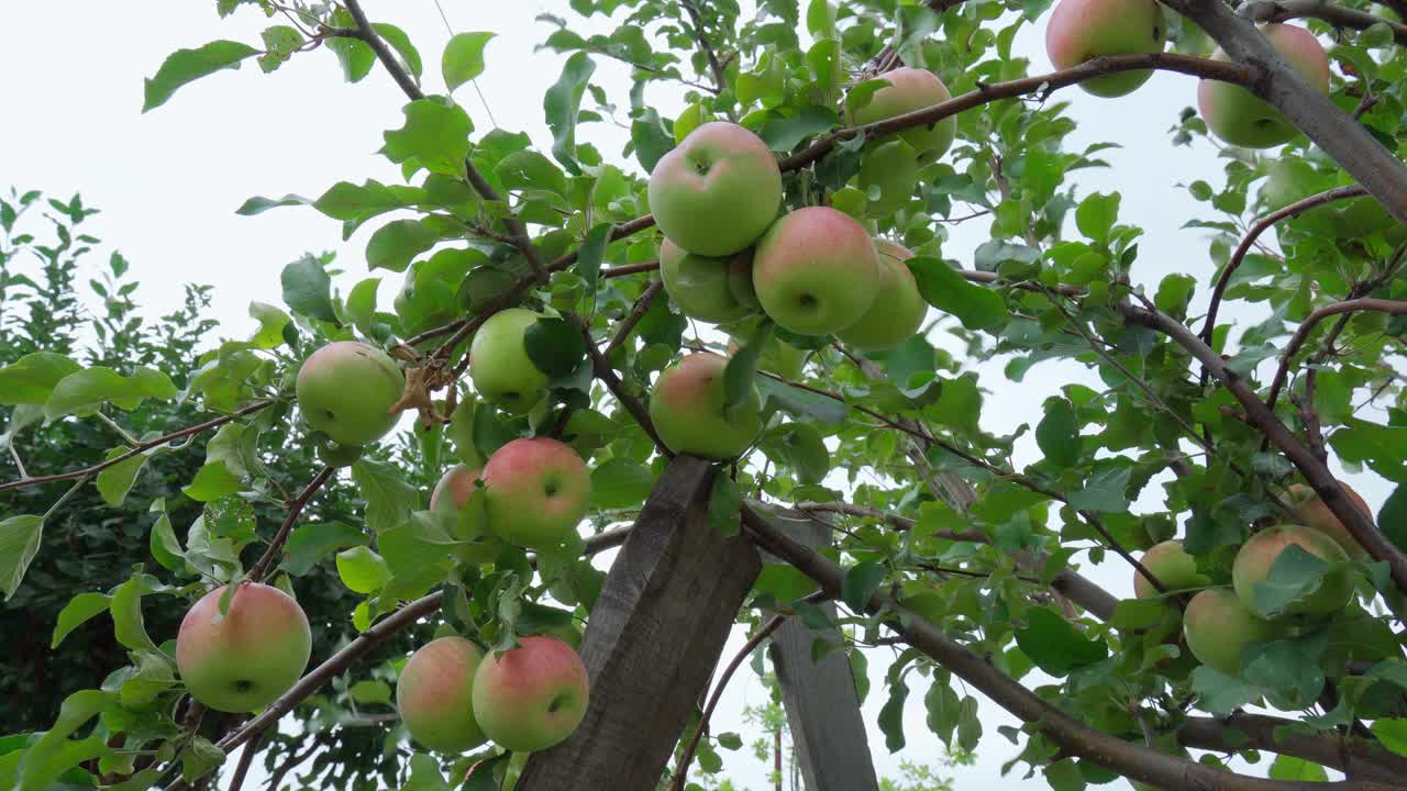 农民在花园里收集成熟的苹果。收获的概念。有选择性的重点视频素材