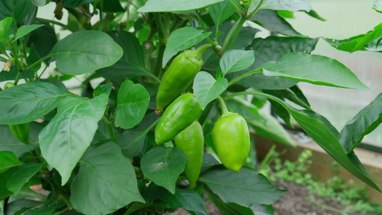 收获青椒，健康减肥食品。有机生态蔬菜收获。视频素材