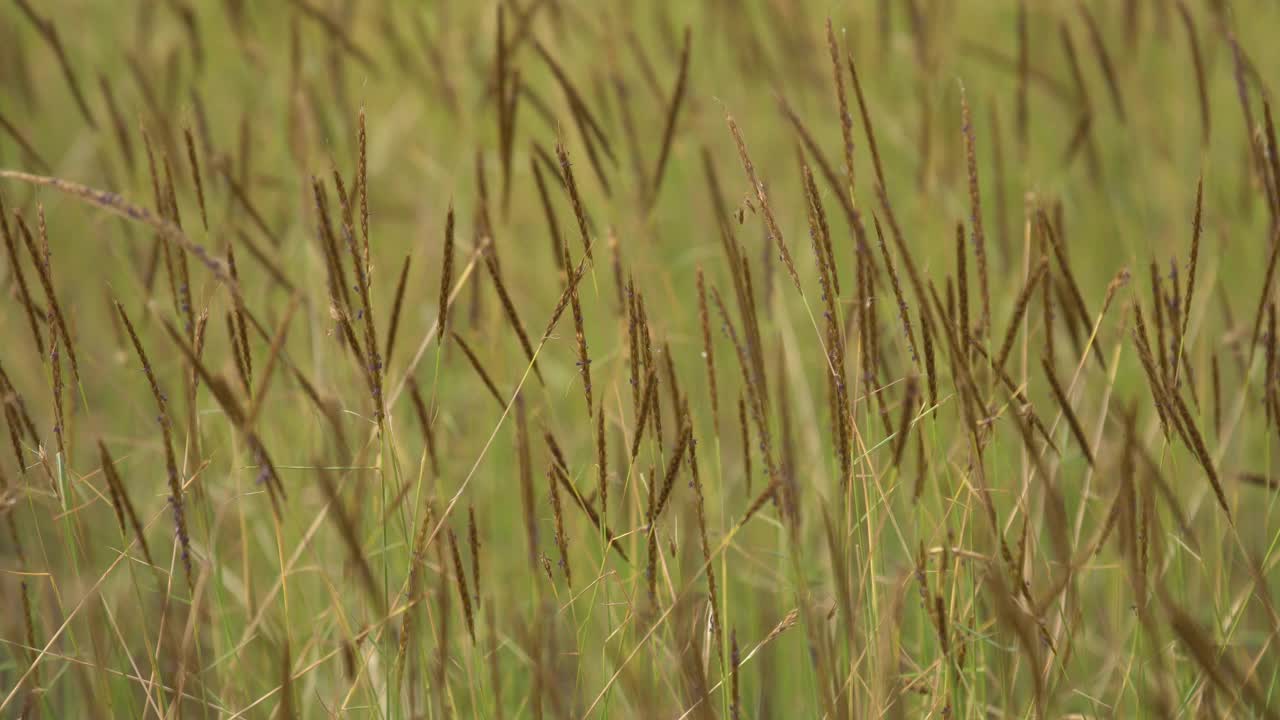 芦苇草的花视频素材