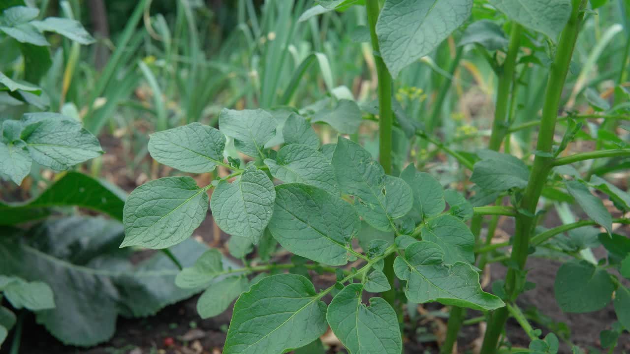 绿色的土豆叶子，在有机农场种植蔬菜。夏日的田园风光。视频素材