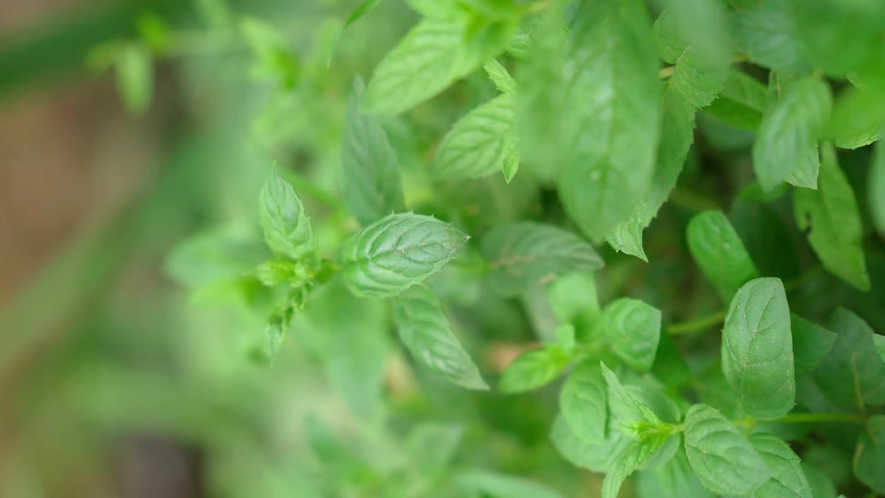 野生薄荷植物的特写镜头。有选择性的重点。在花园里种植植物。垂直视频视频素材