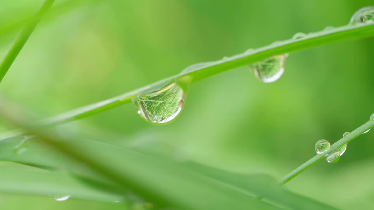 晨露滴在草地上特写宏观。柔和晨光中的露珠。有选择性的重点视频素材