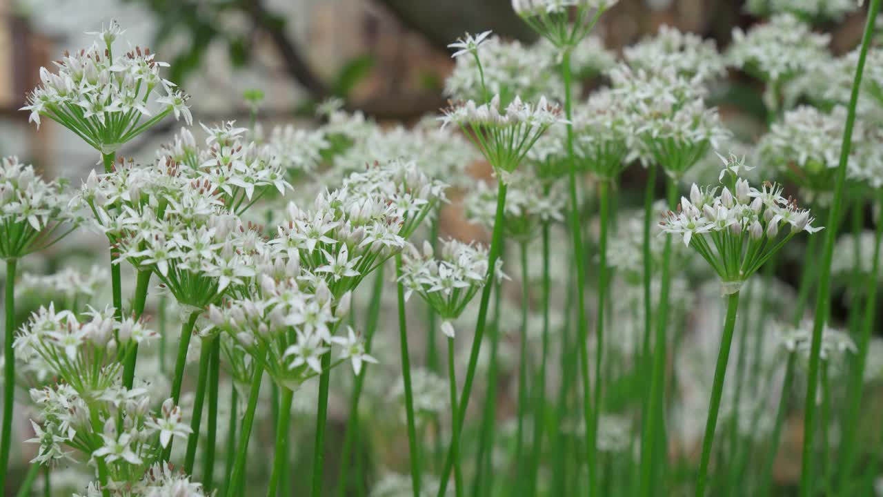 白花野生大蒜葱属植物。特写镜头。有机农业，健康食品，选择性关注视频素材