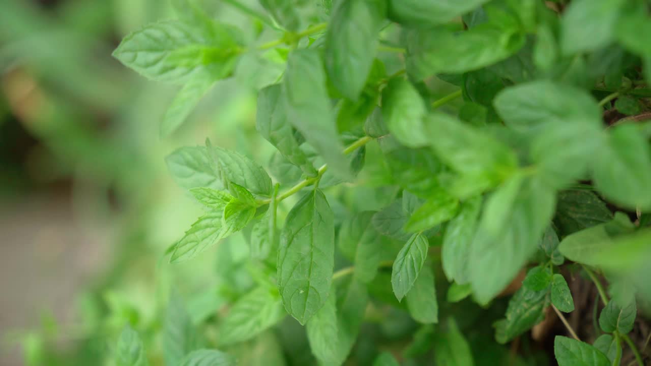 薄荷背景与绿色的叶子。花园里的草叶。垂直视频视频素材