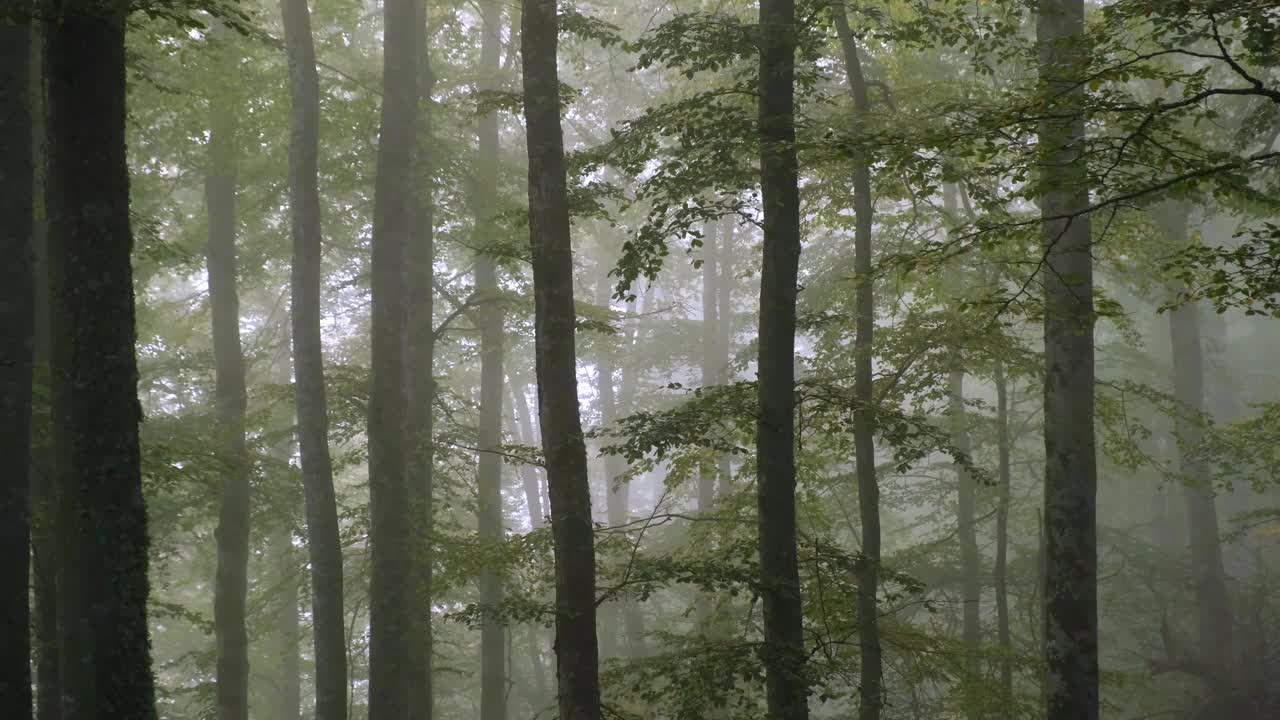 秋天的早晨，雾中山毛榉林中的动静视频素材