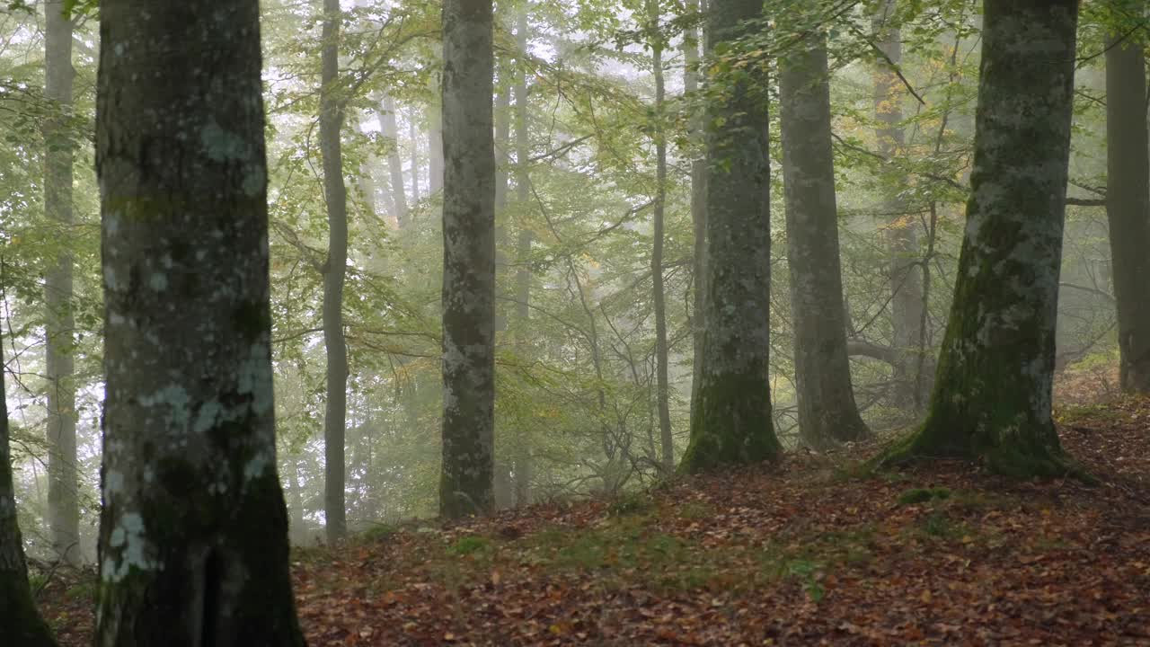 秋天的早晨，雾中山毛榉林中的动静视频素材