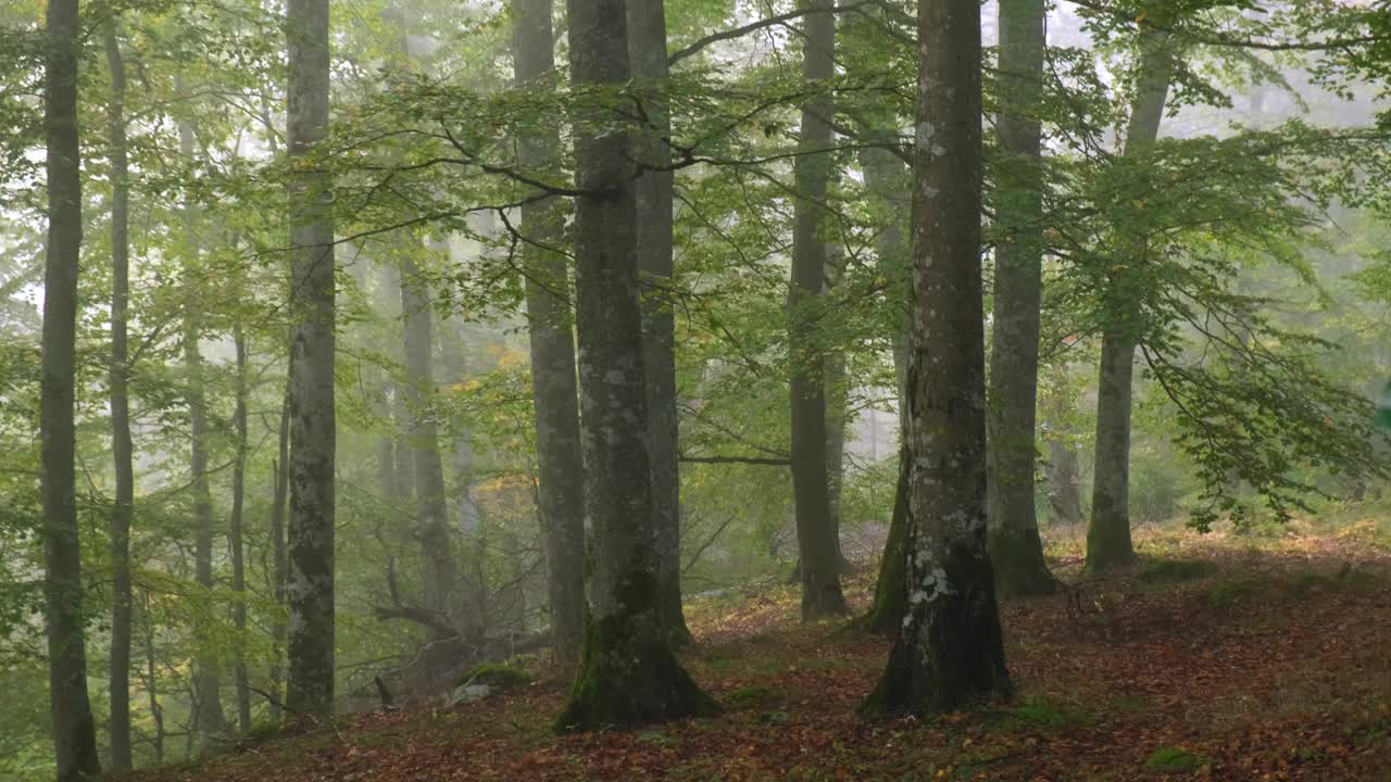 秋天的早晨，雾中山毛榉林中的动静视频素材