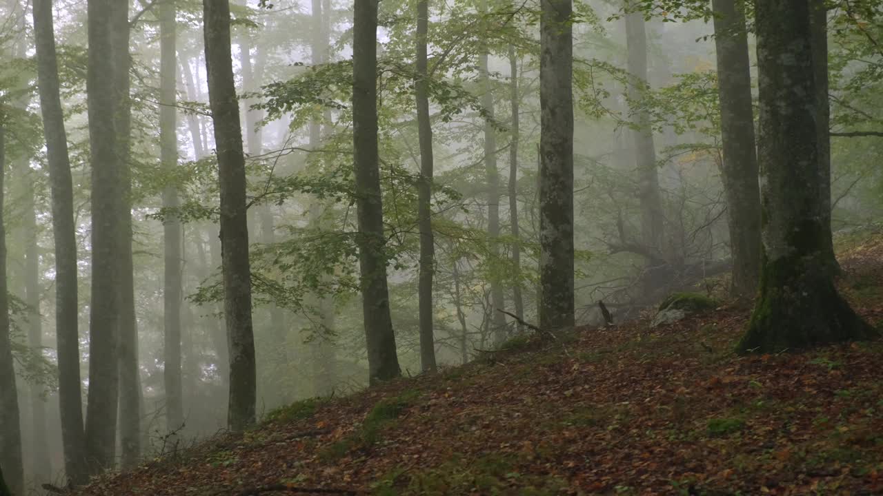 秋天的早晨，雾中山毛榉林中的动静视频素材