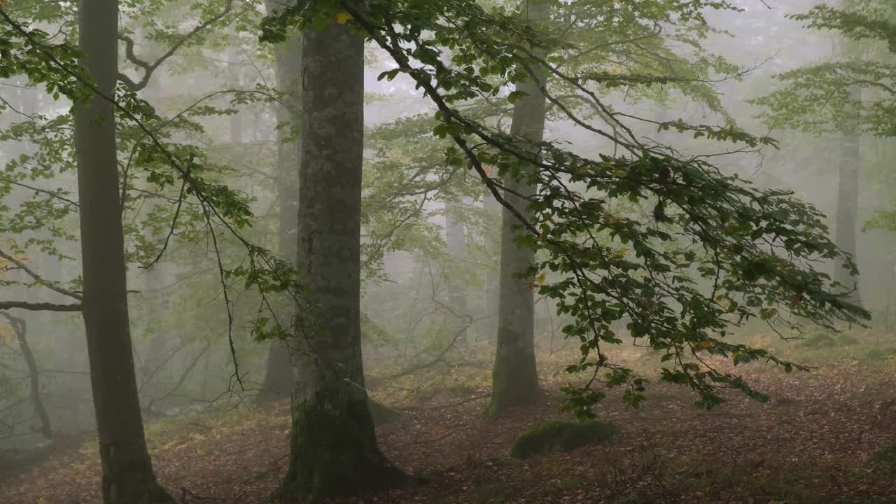 秋天的早晨，在山毛榉林的雾中向后移动视频素材