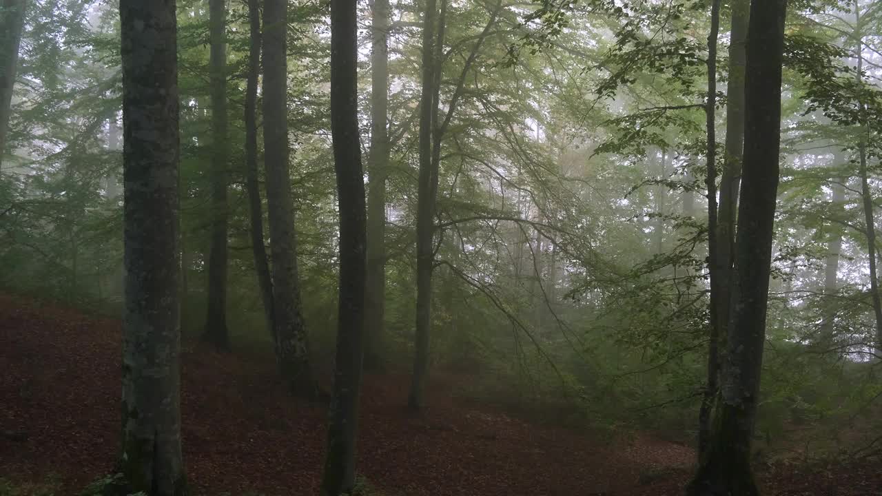 秋天的早晨，雾中山毛榉林中的动静视频素材