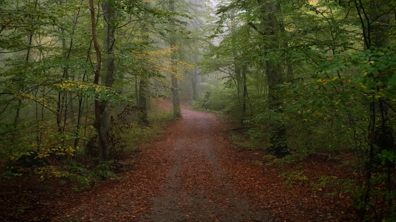 在山毛榉林里用一条小路在秋天的雾中前进视频素材