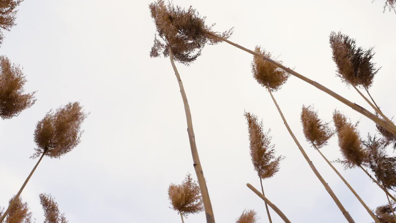 装饰性的小穗在风中摇摆，蓬松的芦苇，自然背景，蓬松的小穗从下面的观点视频素材