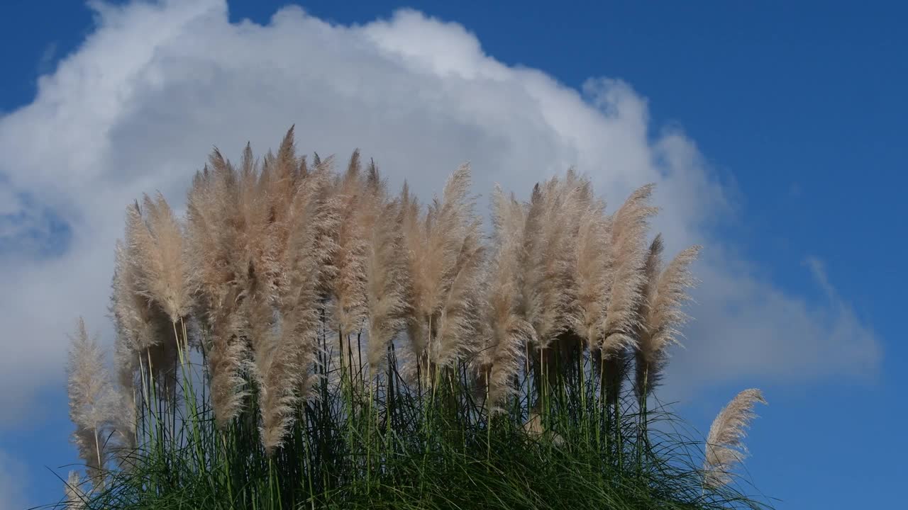 蒲苇在风中摇曳视频素材