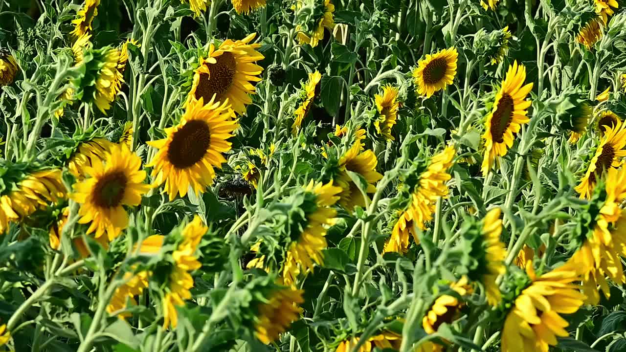 长满向日葵的田野。花在风中摇曳。视频素材