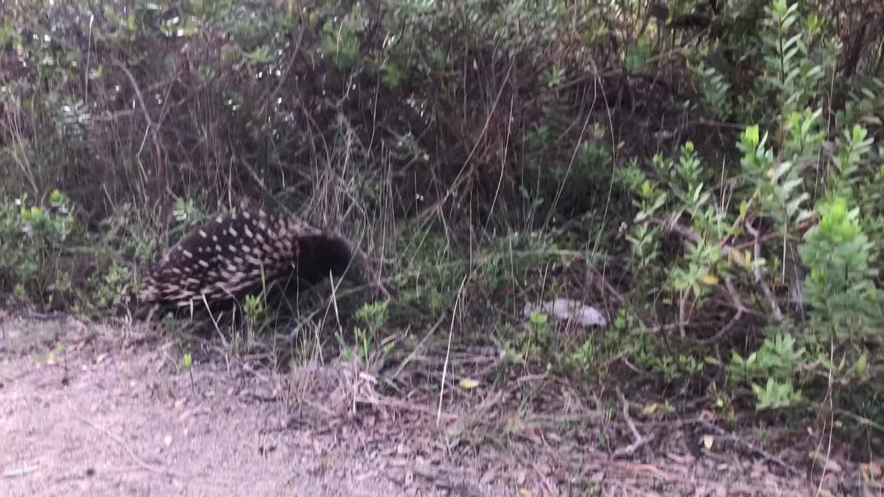 野生针鼹在她的自然栖息地的灌木丛中行走。视频素材