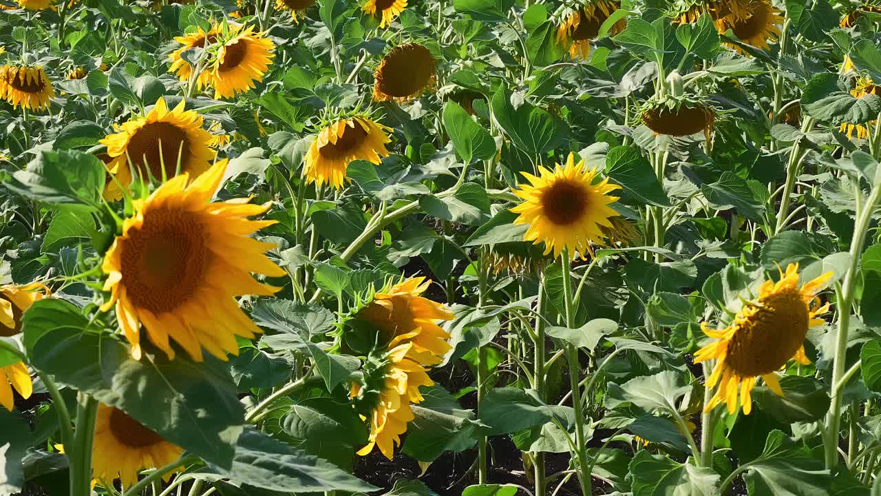 长满向日葵的田野。花在风中摇曳。视频素材