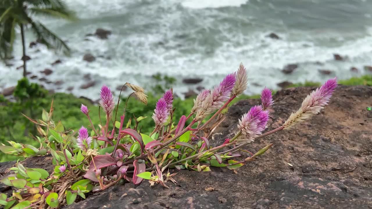 果阿邦拉玛角海滩视频素材