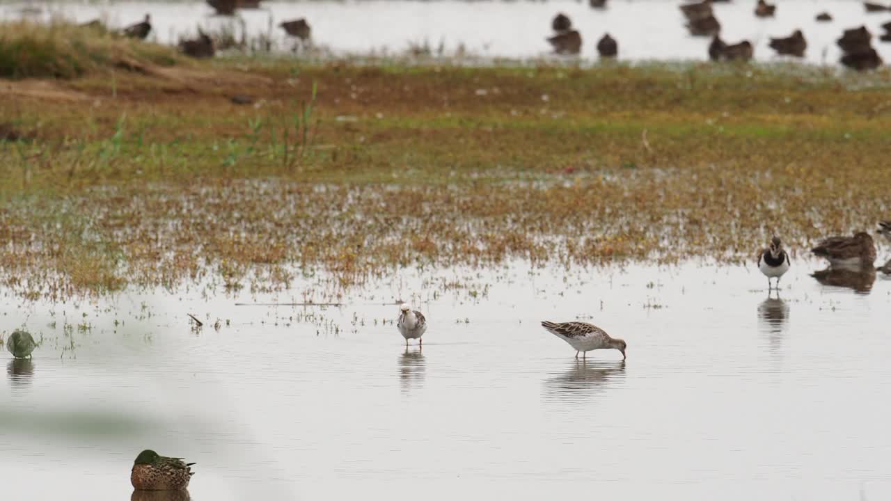 Ruff, Calidris pugnax在海边的Cley与鸭子一起进食;诺福克;英国。视频素材