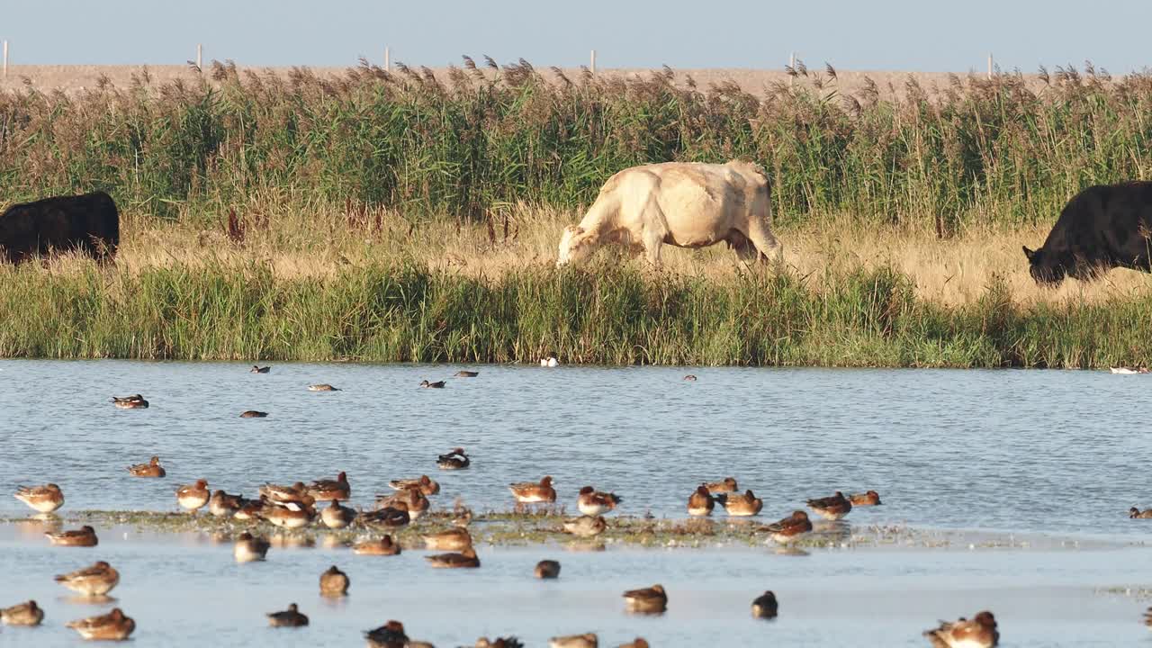 鸟类在Cley自然保护区，Cley next the Sea;诺福克;在英国，奶牛被用于保护放牧。视频素材