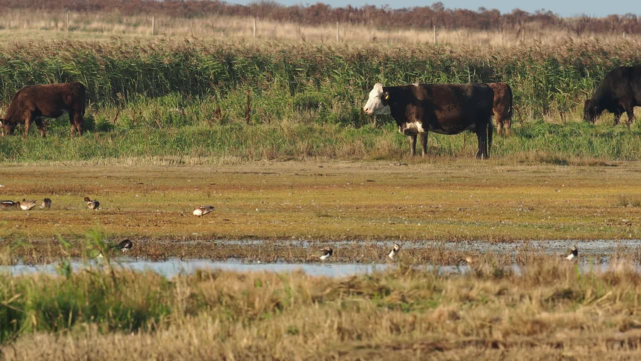 在克雷自然保护区的一群wigon和Teal的日落发光，克雷next the Sea;诺福克;在英国，奶牛被用于保护放牧。视频素材