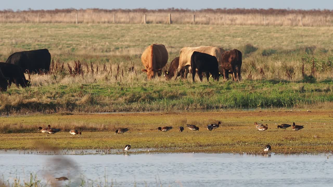 鸟类在Cley自然保护区，Cley next the Sea;诺福克;在英国，奶牛被用于保护放牧。视频素材