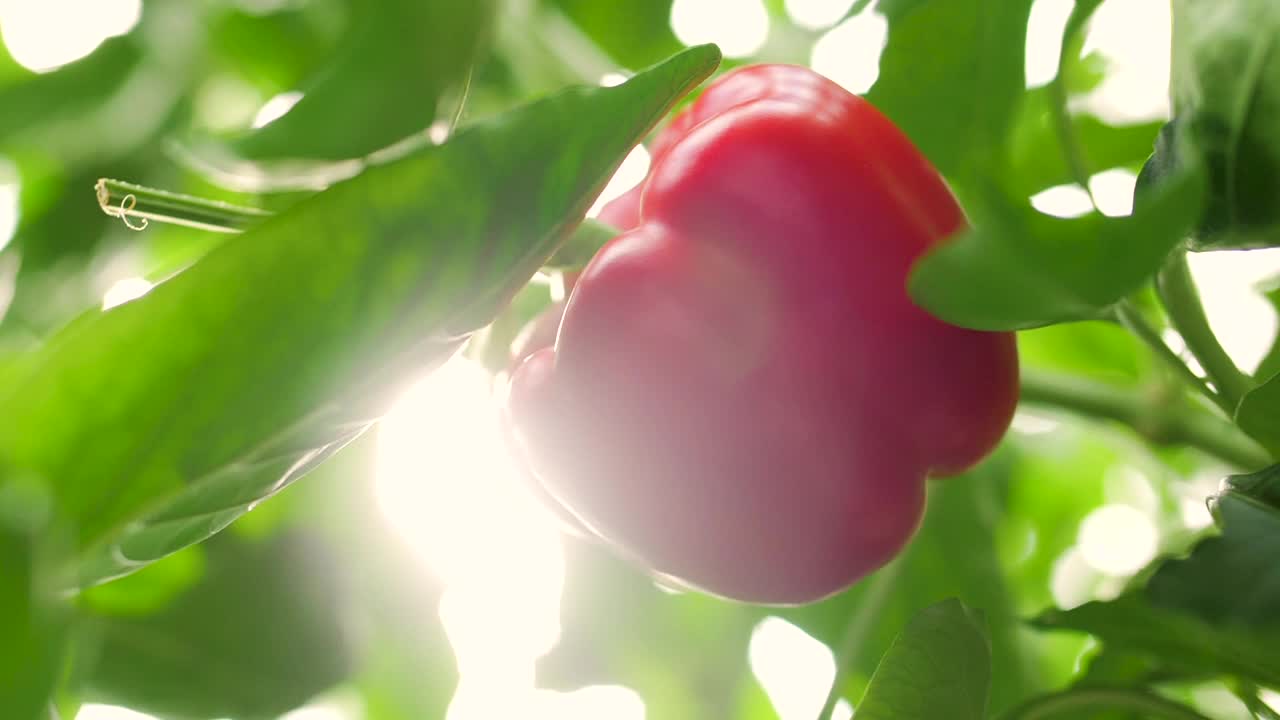 在阳光照射下玻璃温室里的红甜椒的特写镜头。极速慢动作180帧视频素材