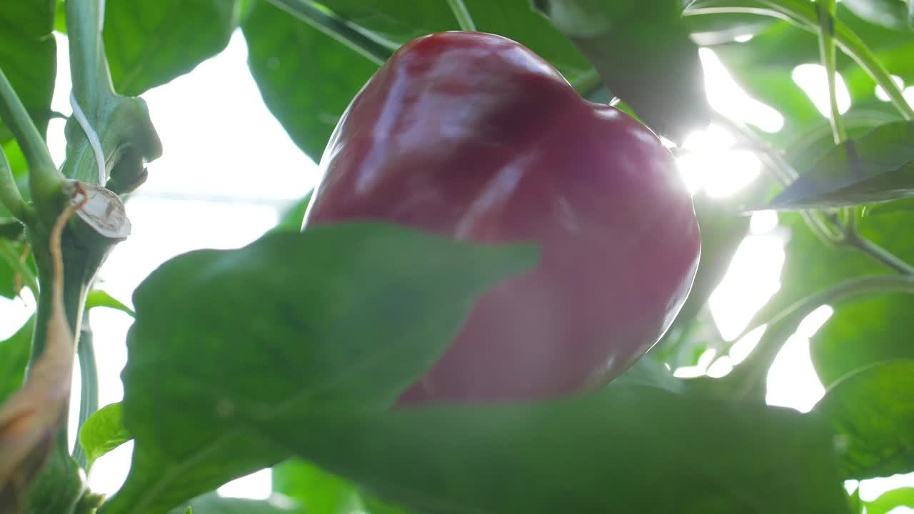 在阳光照射下玻璃温室里的红甜椒的特写镜头。极速慢动作180帧视频素材