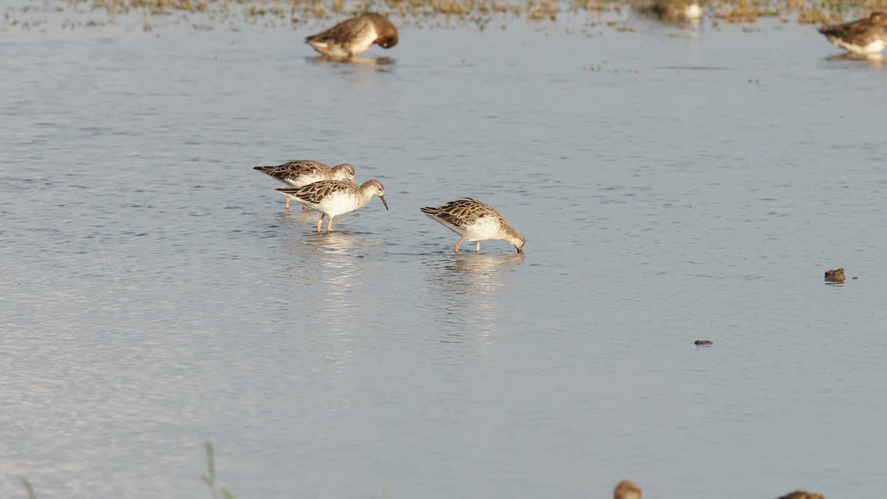 Ruff, Calidris pugnax在海边的Cley与鸭子一起进食;诺福克;英国。视频素材