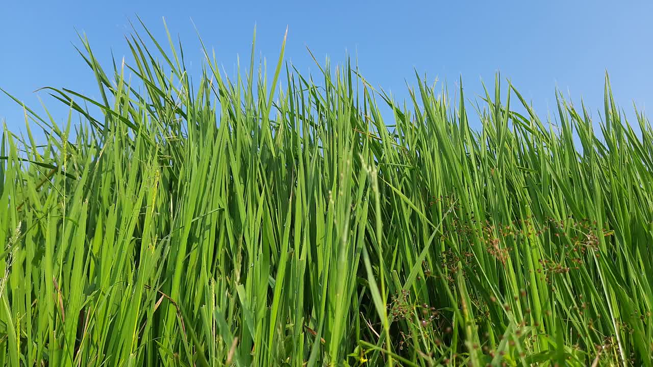 田里种着绿色的水稻。视频素材