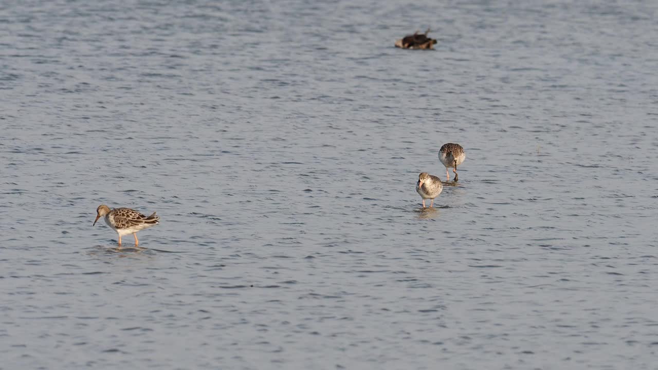 Ruff, Calidris pugnax在海边的Cley与鸭子一起进食;诺福克;英国。视频素材