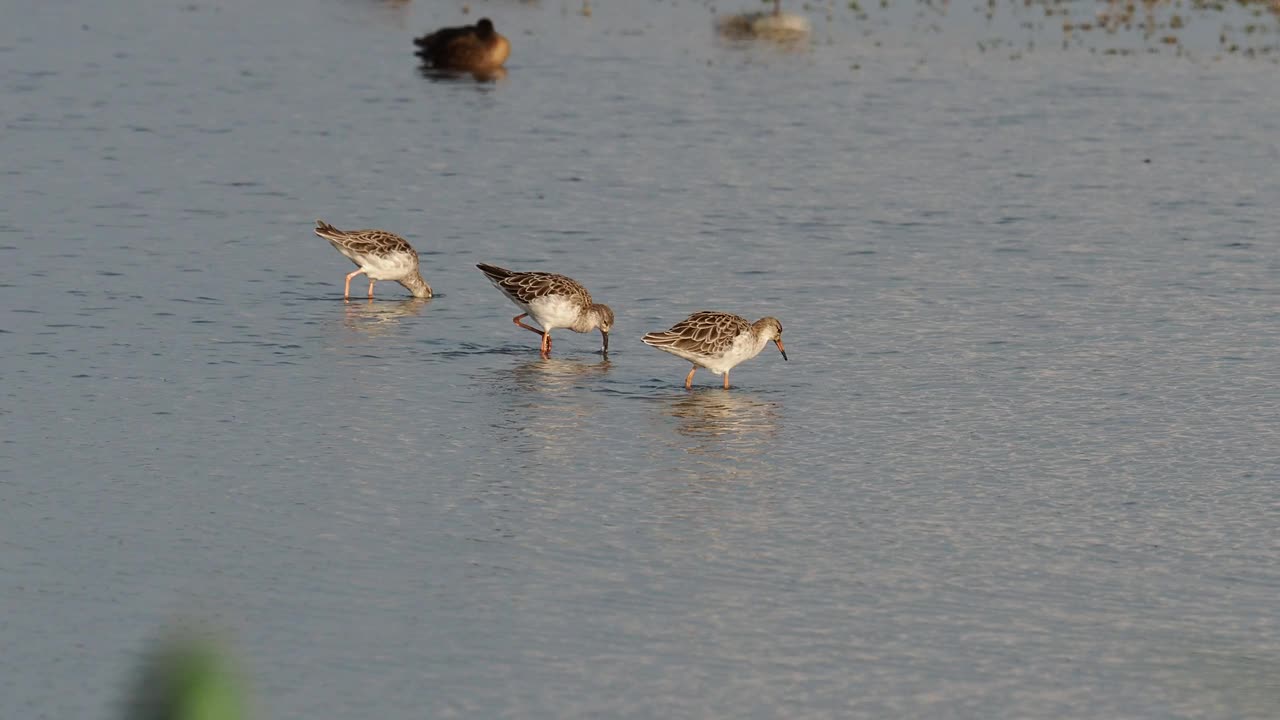 Ruff, Calidris pugnax在海边的Cley与鸭子一起进食;诺福克;英国。视频素材