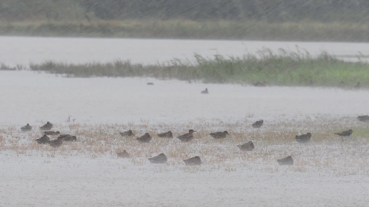 海边克雷自然保护区的风雨;诺福克蒂尔。视频素材