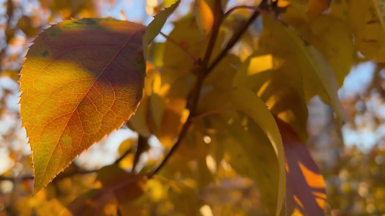 特写黄色的秋天桦树叶子。阳光穿过树叶，在微风中摇曳视频素材